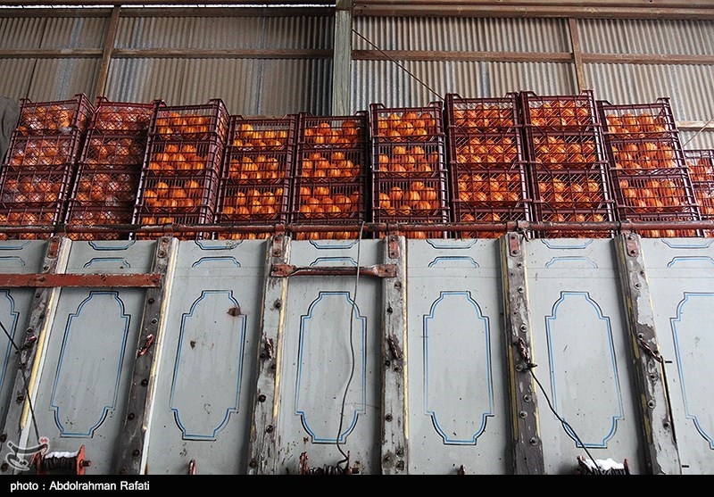تهران| آغاز عرضه فروش سیب و پرتقال با نرخ دولتی؛ 7000 تن میوه شب عید روانه بازار شد
