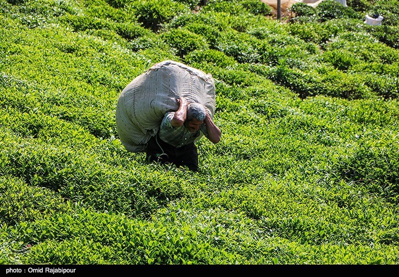 قدم‌هایی برای حمایت از صنعت چای؛ زمان پرداخت تسهیلات بهزراعی تمدید شد