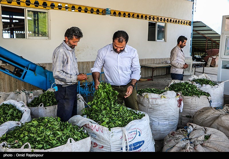 آغاز خرید برگ سبز چای از اردیبهشت ماه / 30 درصد چای مورد نیاز کشور در داخل تولید می‌شود