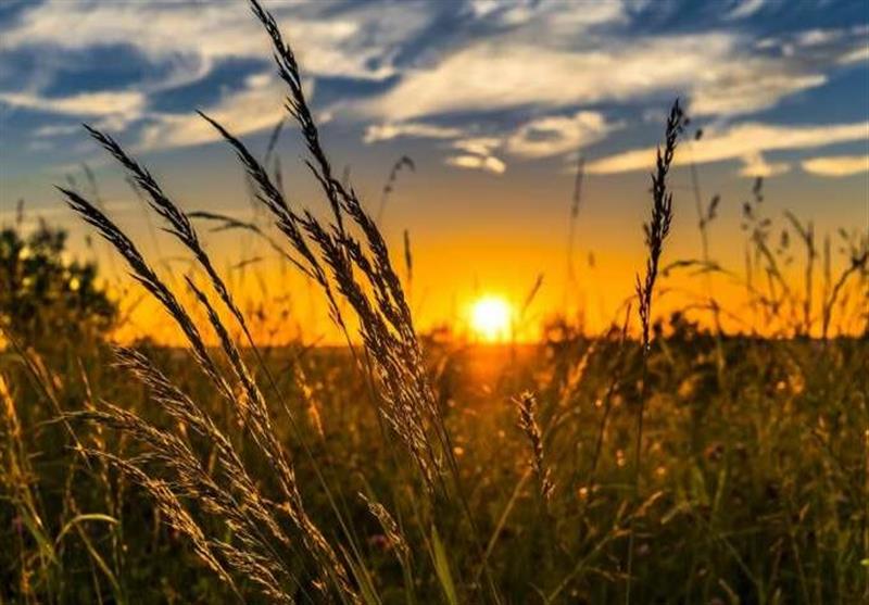 قیمت خرید تضمینی گندم 2500 تومان به ازای هر کیلوگرم تعیین شد