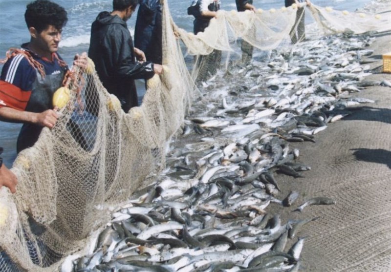 صید 1500 تن ماهی استخوانی از دریای خزر؛ فصل صید در گیلان تا 19 فروردین ادامه دارد