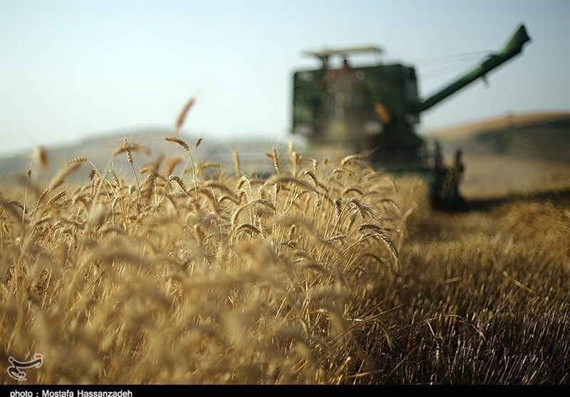 آغاز برداشت گندم در کشور/ ملخ ها آسیبی به مزارع گندم نزدند آغاز برداشت گندم در کشور/ ملخ ها آسیبی به مزارع گندم نزدند