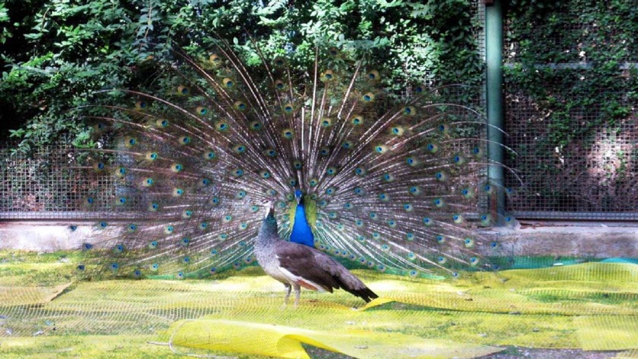 باغ پرندگان چهارباغ، نمایشگاهی از رنگ‌ها و زیبایی