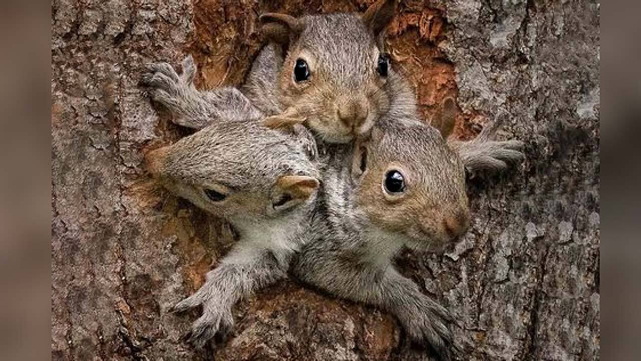 سنجاب‌ها امان ساوجبلاغ را بریدند/ پرواز پرنده‌های شکاری برای نجات باغات