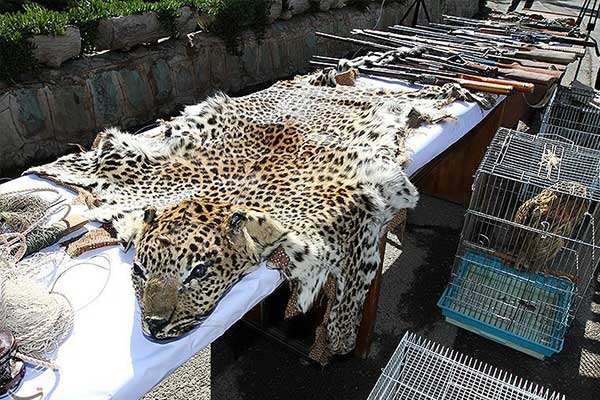 عاملان مرگ پلنگ ایرانی تبرئه شدند! عاملان مرگ پلنگ ایرانی تبرئه شدند!