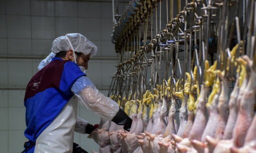افشای فساد در توزیع مرغ‌های دولتی؛۳۲۰۰ تن سهمیه مرغ البرز گم شده است!