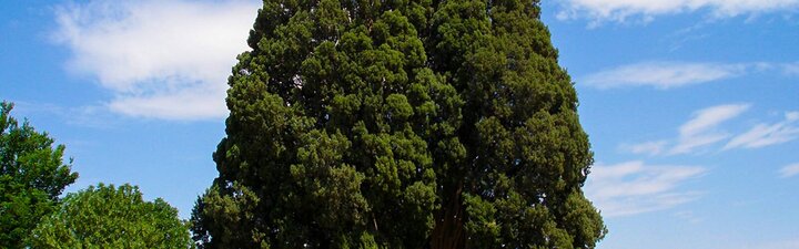 سرو ابرکوه، کهنسال ترین درخت جهان