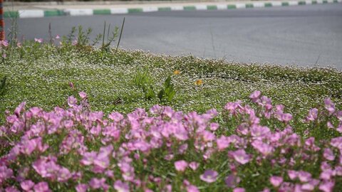 چمن از فضای سبز شهری حذف می‌شود/ کاشت گونه‌های مقام با کم آبی