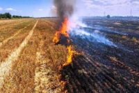 آتش زدن بقایای محصولات کشاورزی جرم است