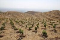 اجرای هزار هکتار جنگل کاری در اراضی ملی البرز