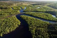 کاهش شدید آب رودخانه‌ها در جنگل آمازون