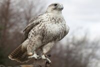 نجات یک بهله پرنده بالابان از چنگال شکارچیان