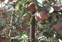 برداشت سیب از باغ های طالقان