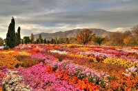 جشنواره گل‌های داودی در باغ ملی گیاه شناسی