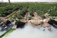 معضل کشاورزی با آب‌های آلوده