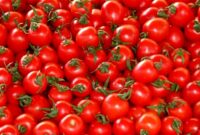 رفع مشکل عرضه گوجه فرنگی تا سه ماه آینده