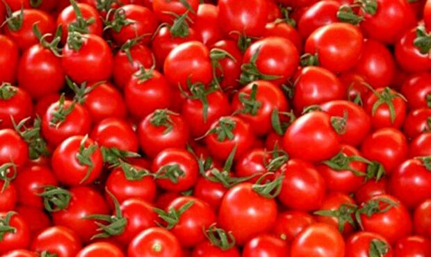 رفع مشکل عرضه گوجه فرنگی تا سه ماه آینده