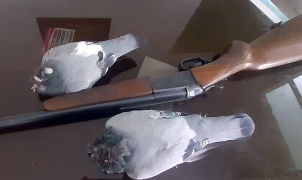 شکارچی غیرمجاز پرنده در ساوجبلاغ دستگیر شد شکارچی غیرمجاز پرنده در ساوجبلاغ دستگیر شد