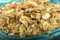 گیاهی ضد تشنج، درد و نفخ با خاصیت ضدعفونی کنندگی دستگاه گوارش