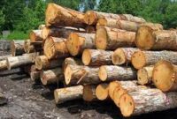 کشف ۳ تن چوب قاچاق در ساوجبلاغ