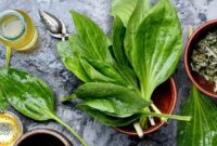 فواید گیاه بارهنگ از نظر طب سنتی