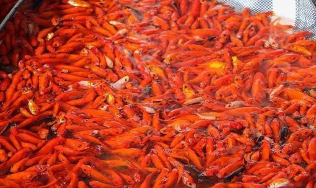 به این دلیل به هیچ وجه ماهی قرمز نخرید