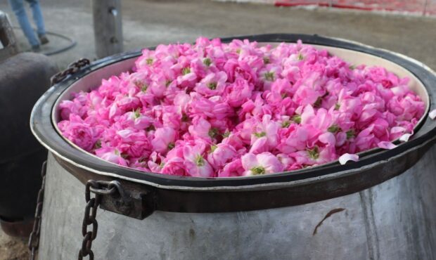 برگزاری جشنواره گلابگیری در روستای قلعه عبدالهخان برگزاری جشنواره گلابگیری در روستای قلعه عبدالهخان