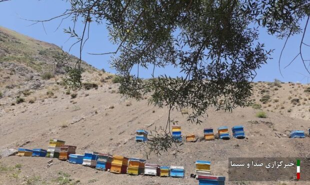 ساوجبلاغ رتبه اول تولید عسل در استان البرز را دارد ساوجبلاغ رتبه اول تولید عسل در استان البرز را دارد