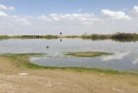 برداشت بی رویه، تالاب صالحیه را دستخوش تغییرات کرده است