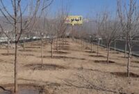 تحول سبز کمربندی مهرشهر با کاشت ۲۰۰ اصله نهال توت