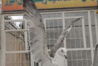 کشف و ضبط یک پرنده تاکسیدرمی شده در کرج