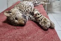 پلنگ زخمی چاران تلف شد