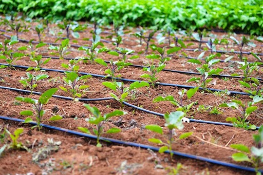 آب منطقه‌ای حق‌آبه کشاورزان را تأمین کند