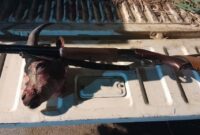 دستگیری شکارچیان غیرمجاز کلچه وحشی در طالقان