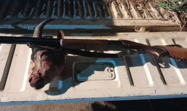 دستگیری شکارچیان غیرمجاز کلچه وحشی در طالقان دستگیری شکارچیان غیرمجاز کلچه وحشی در طالقان